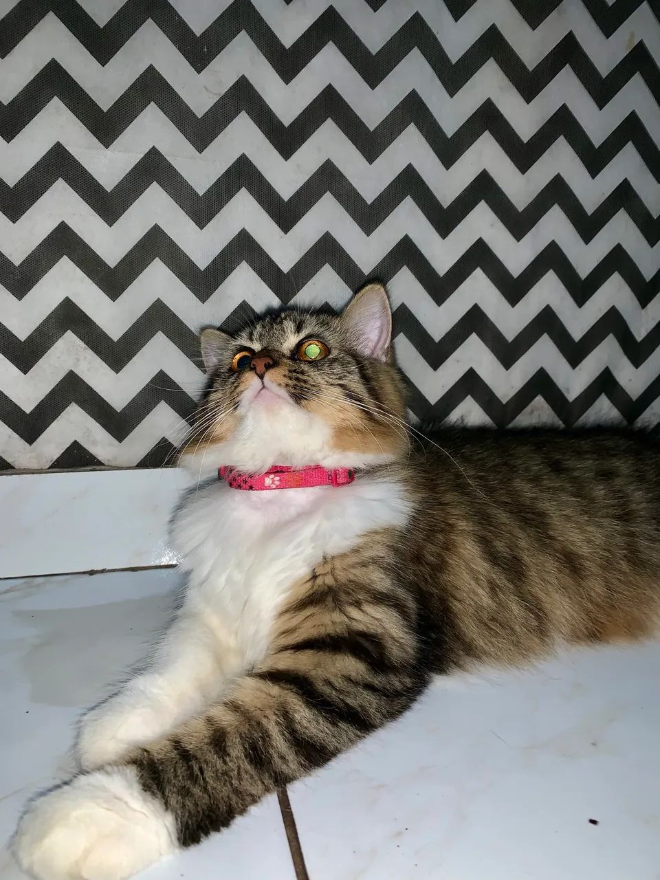 Gata para doação - Foto 2