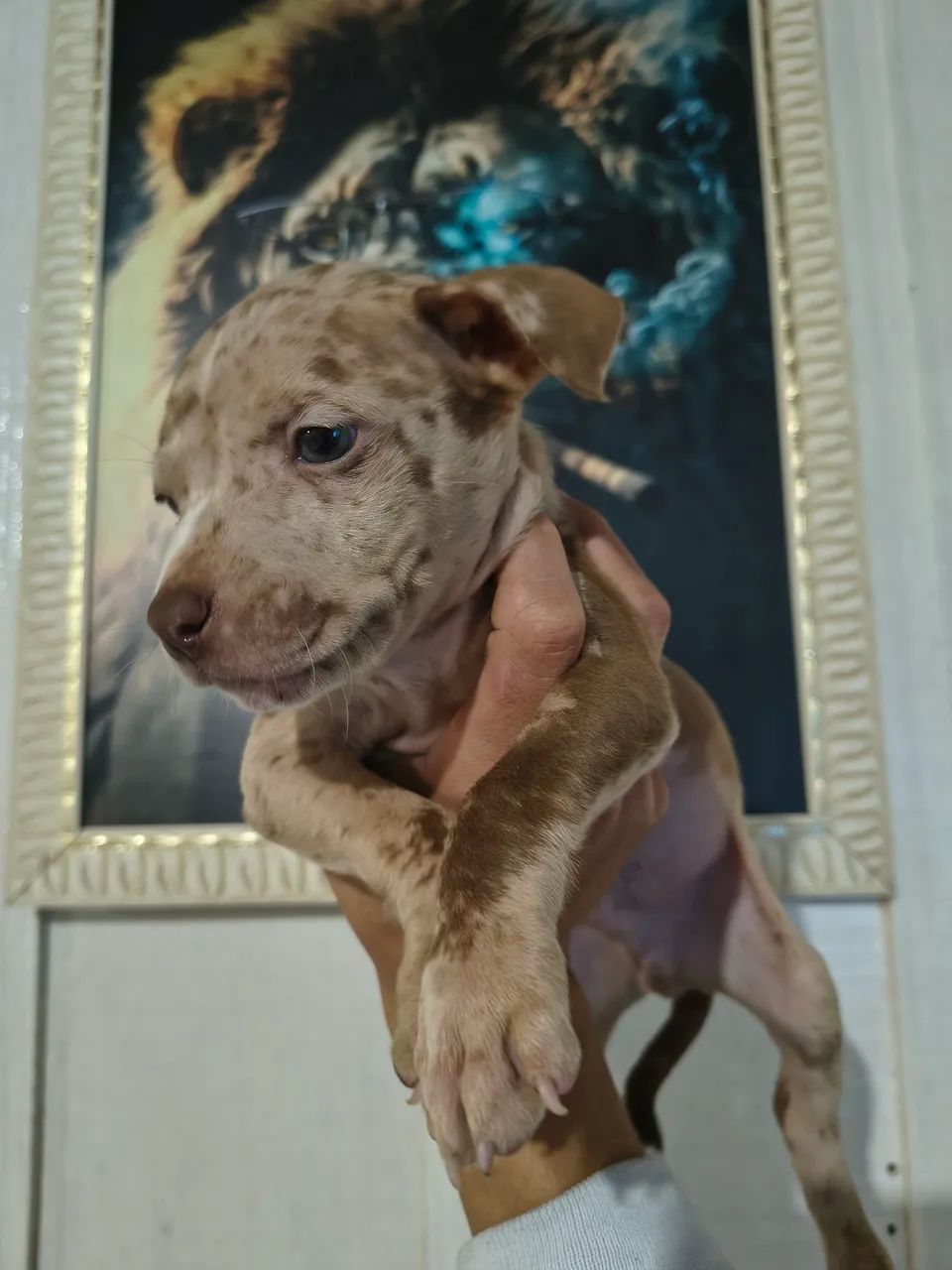 Pitbull x American Bully  - Foto 3