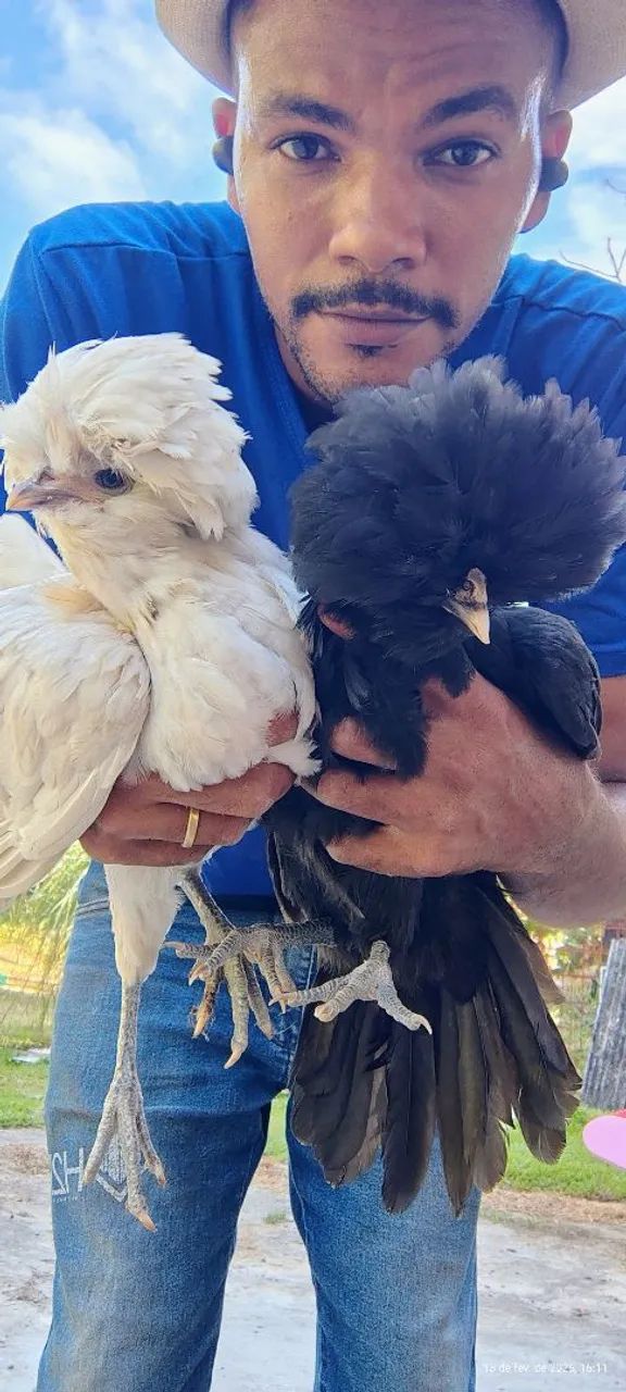 Aves Ornamentais  - Foto 6