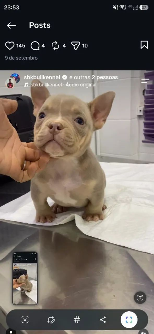 American bully - Foto 3