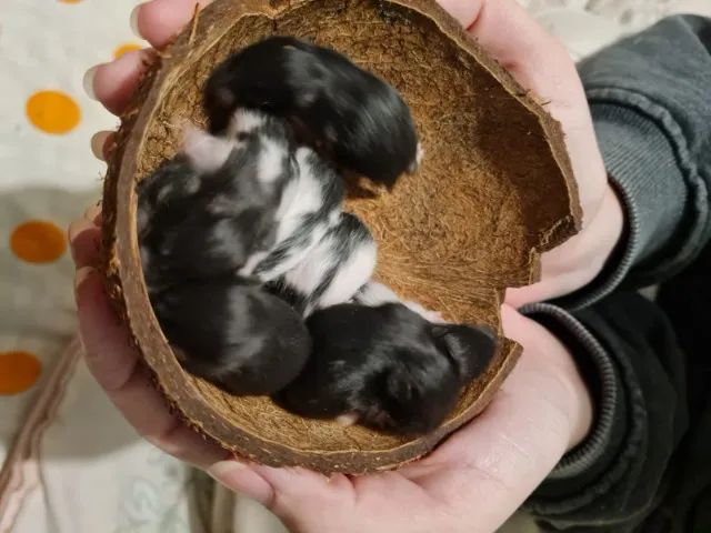 Vende-se Hamster Sírio - 30 reais - nasceram dia 26/07