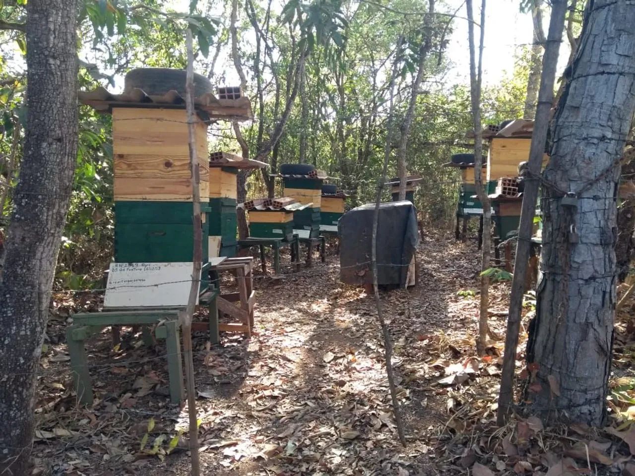 Colméias de abelha Europa completas produzindo - Foto 3