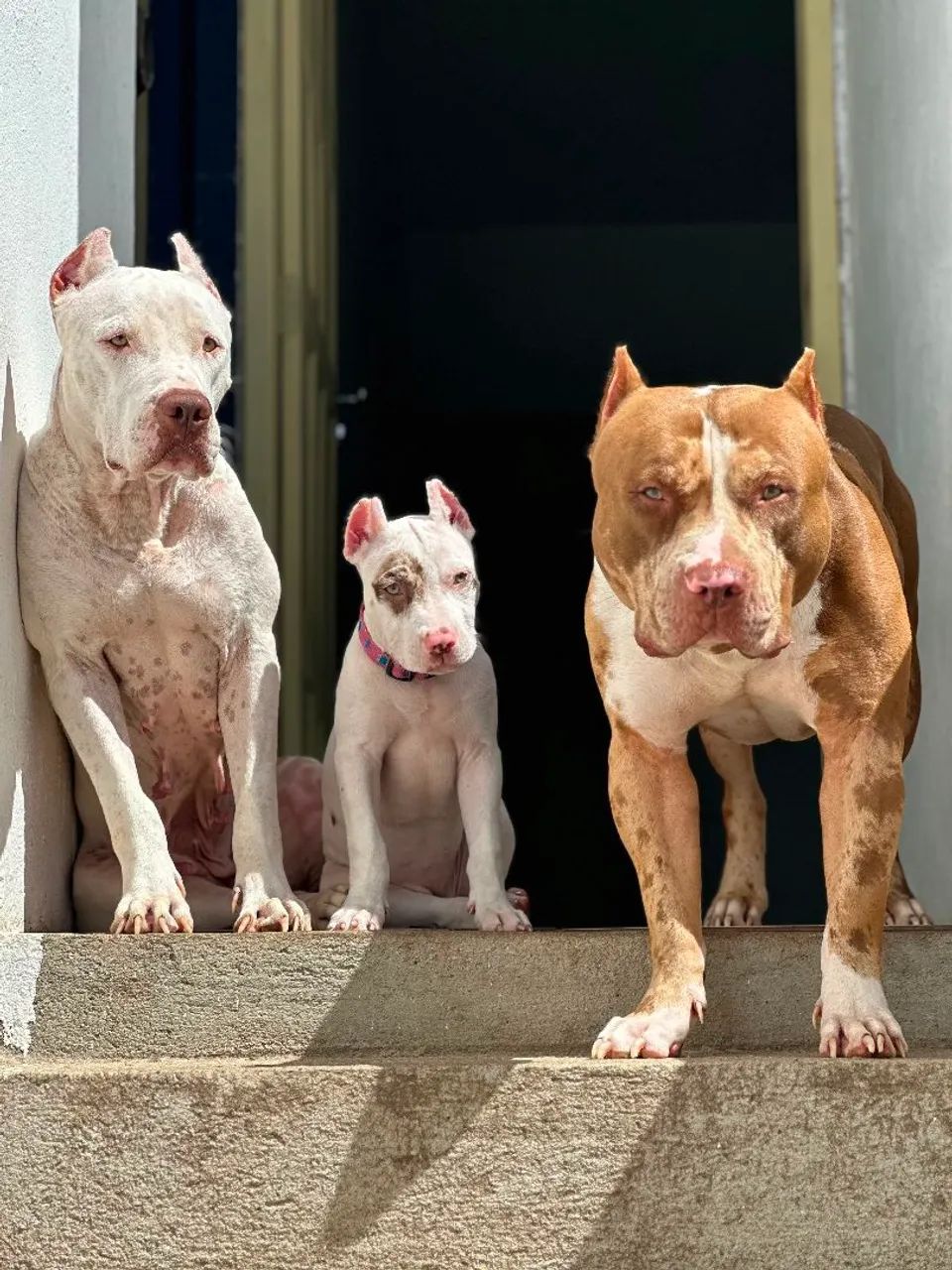 PITMONSTER 3 MESESS