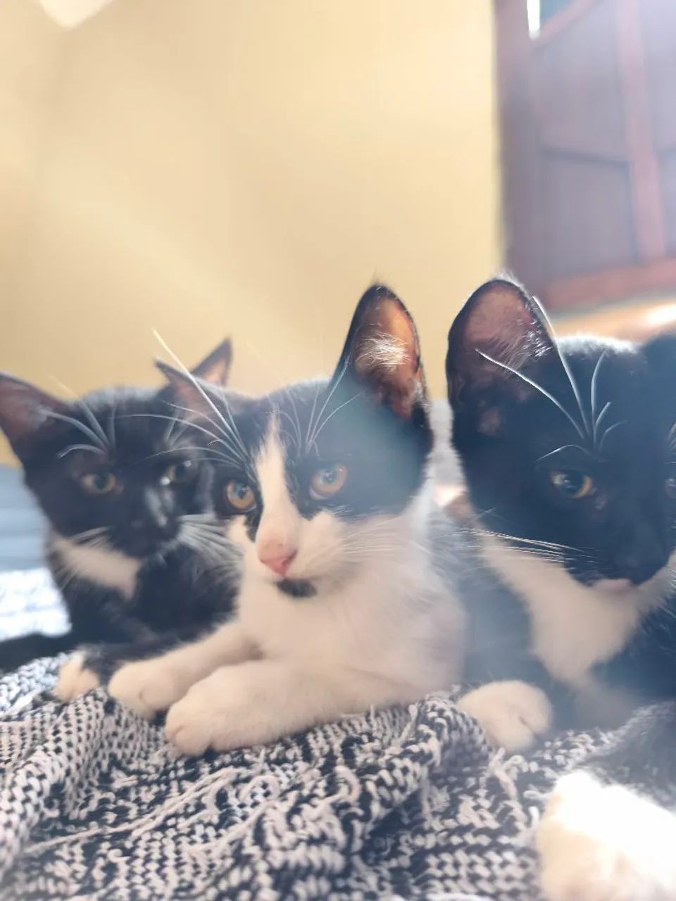 Filhotes para adoção  - Foto 4