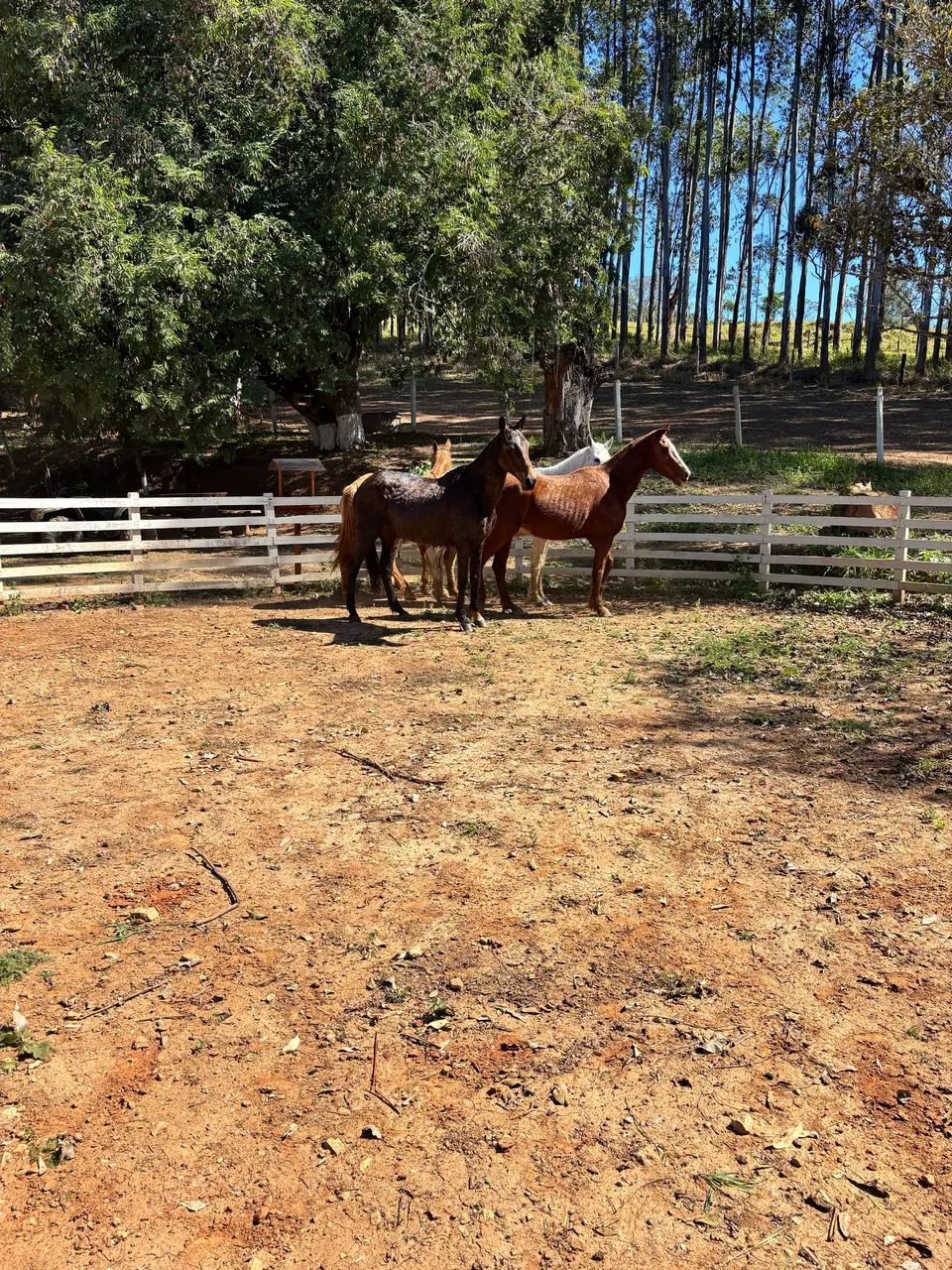 3 éguas e um cavalo  - Foto 4