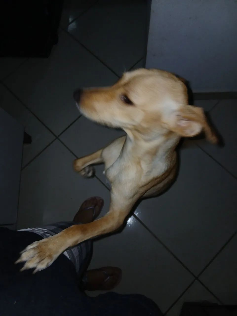 Cadela com 11 meses - Foto 2