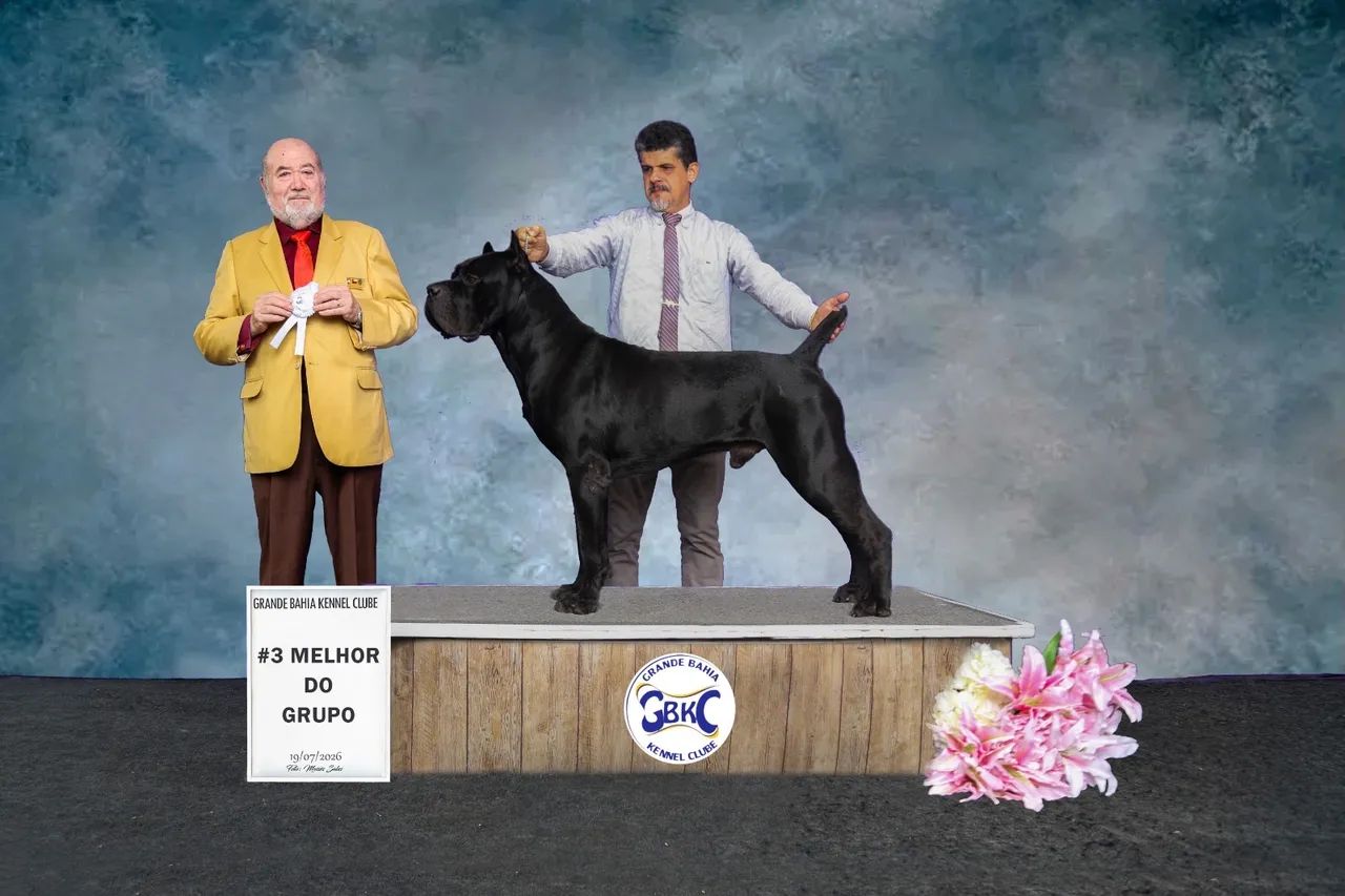Cane Corso Filhotes  - Foto 4