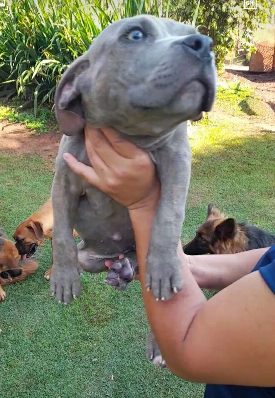 Filhotes de Pit Monster.  - Foto 4
