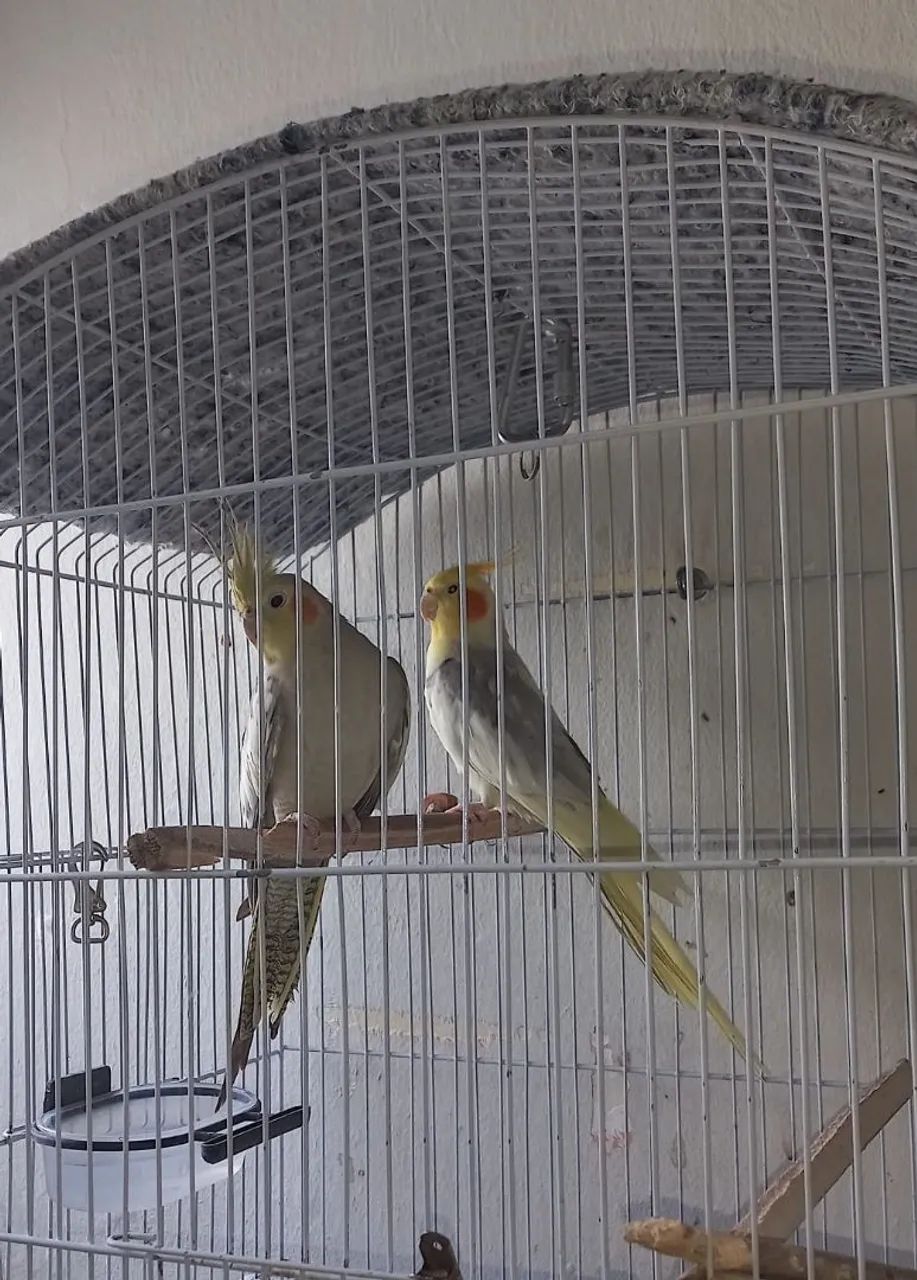 Vendo-se os dois