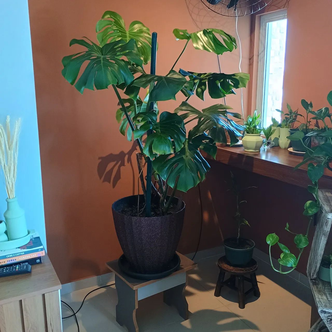 Planta costela de adao - Foto 2