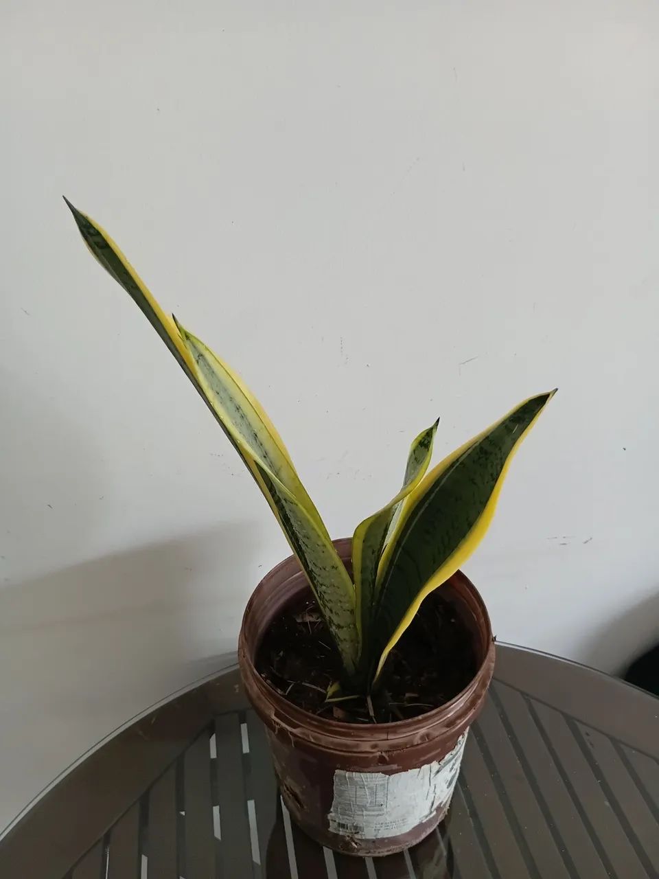 Planta espada santa barbara - Foto 2