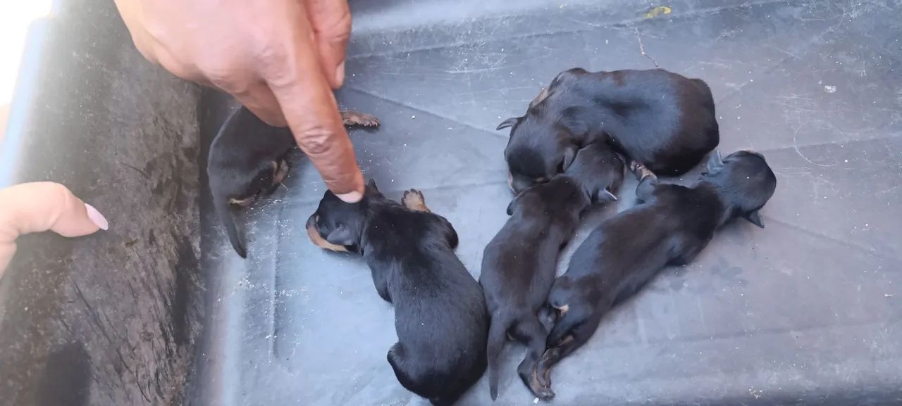 Vende- se cachorro Pincher  - Foto 5