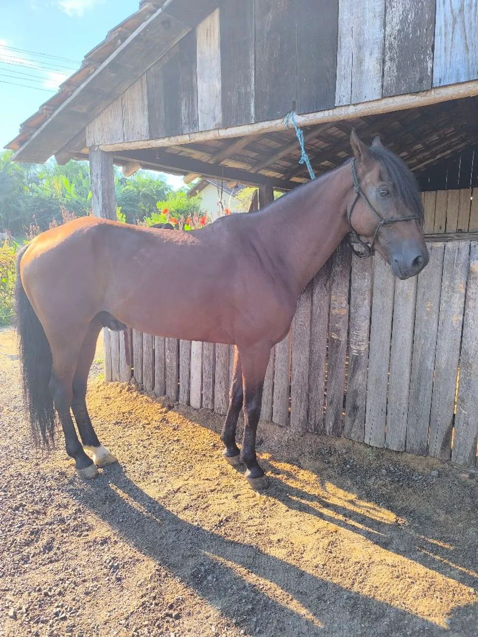 Cavalo Manga Larga Marchador  - Foto 3