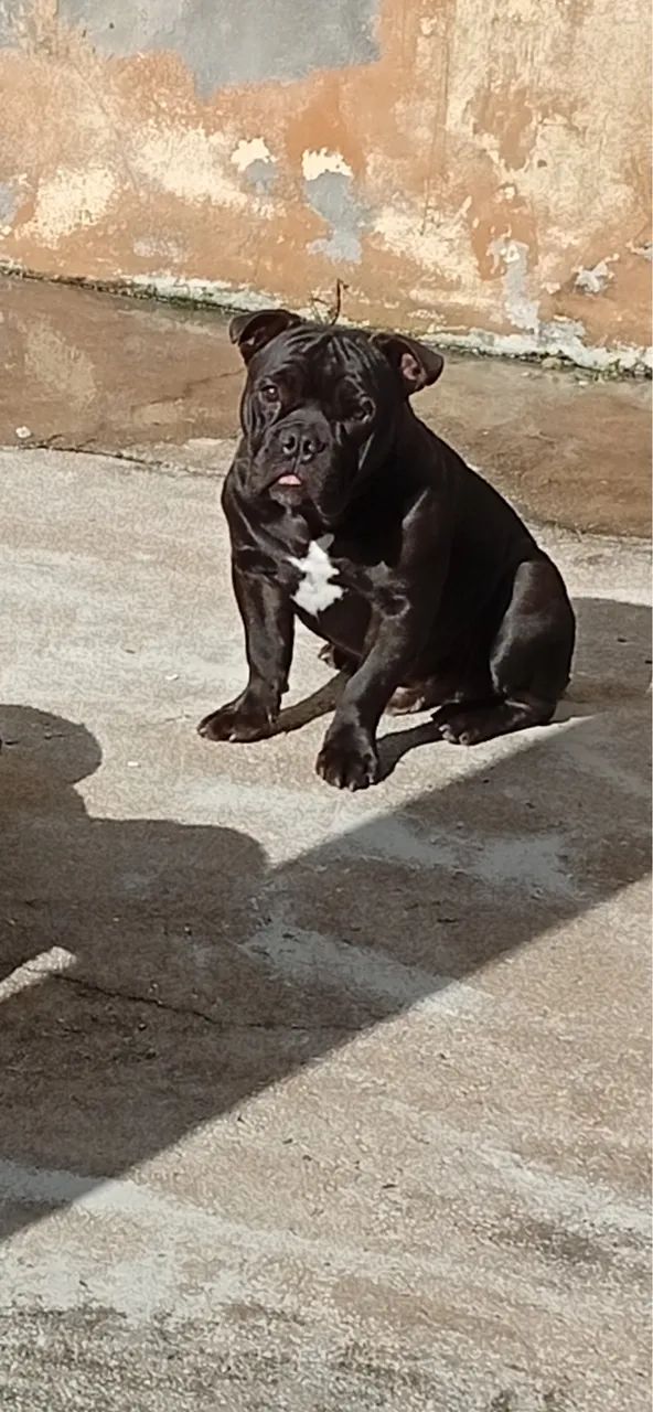 Vende se cachorro  - Foto 5