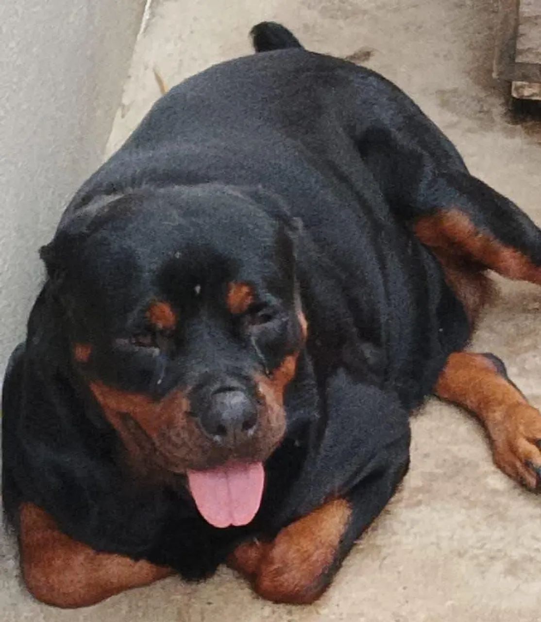 Filhote de rottweiler  - Foto 5