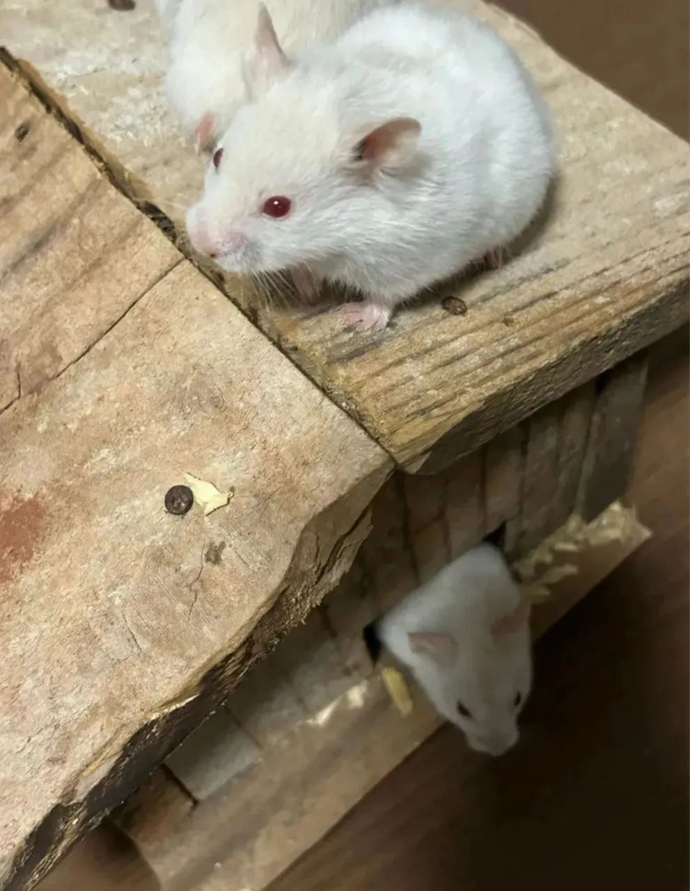 Hamster Sírio  - Foto 2