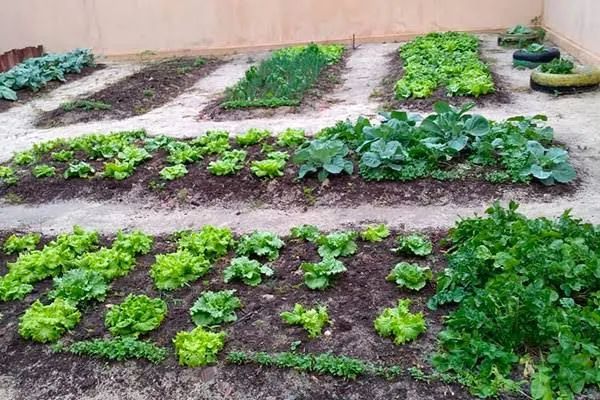 Jardinagem  - Foto 4