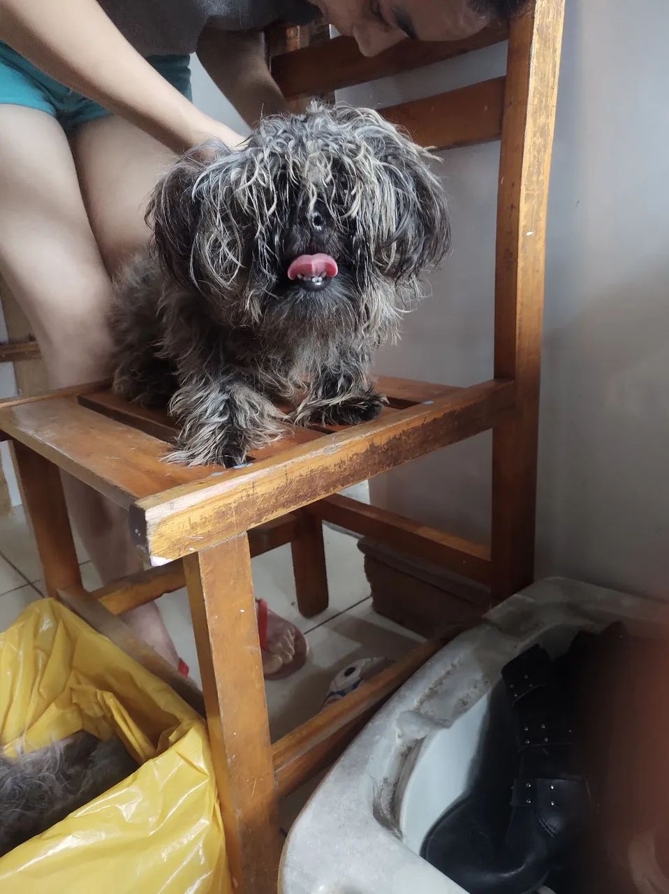 Doação shitzu 