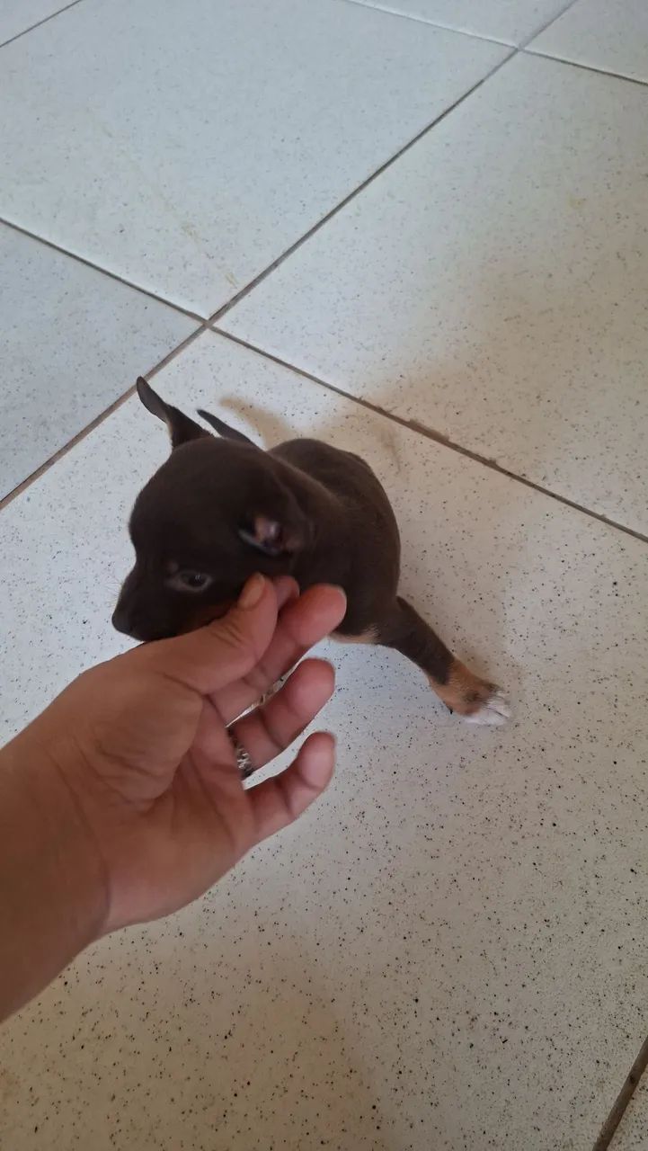 Pinscher n1 Macho - Foto 5
