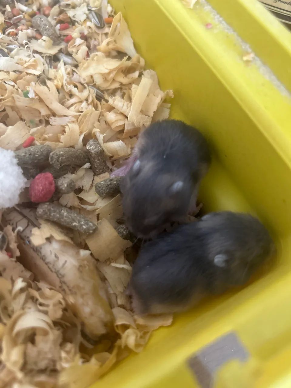 Hamster chinês