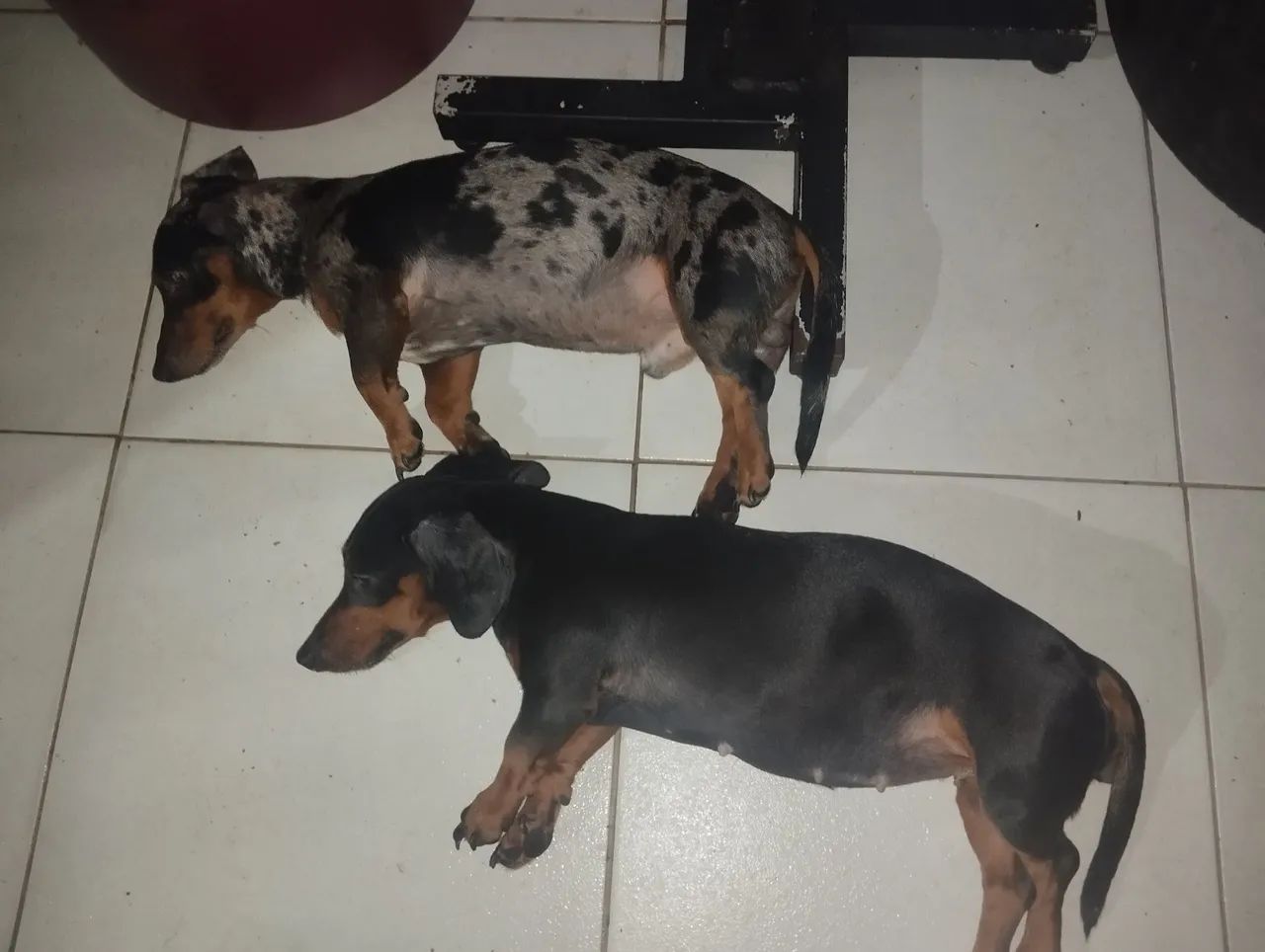 Cachorro  - Foto 4