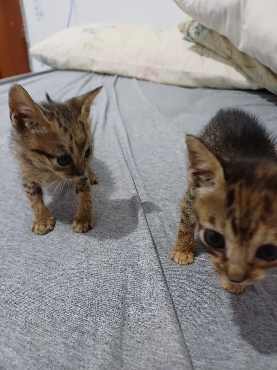 Filhotes de gato para adoção  - Foto 3