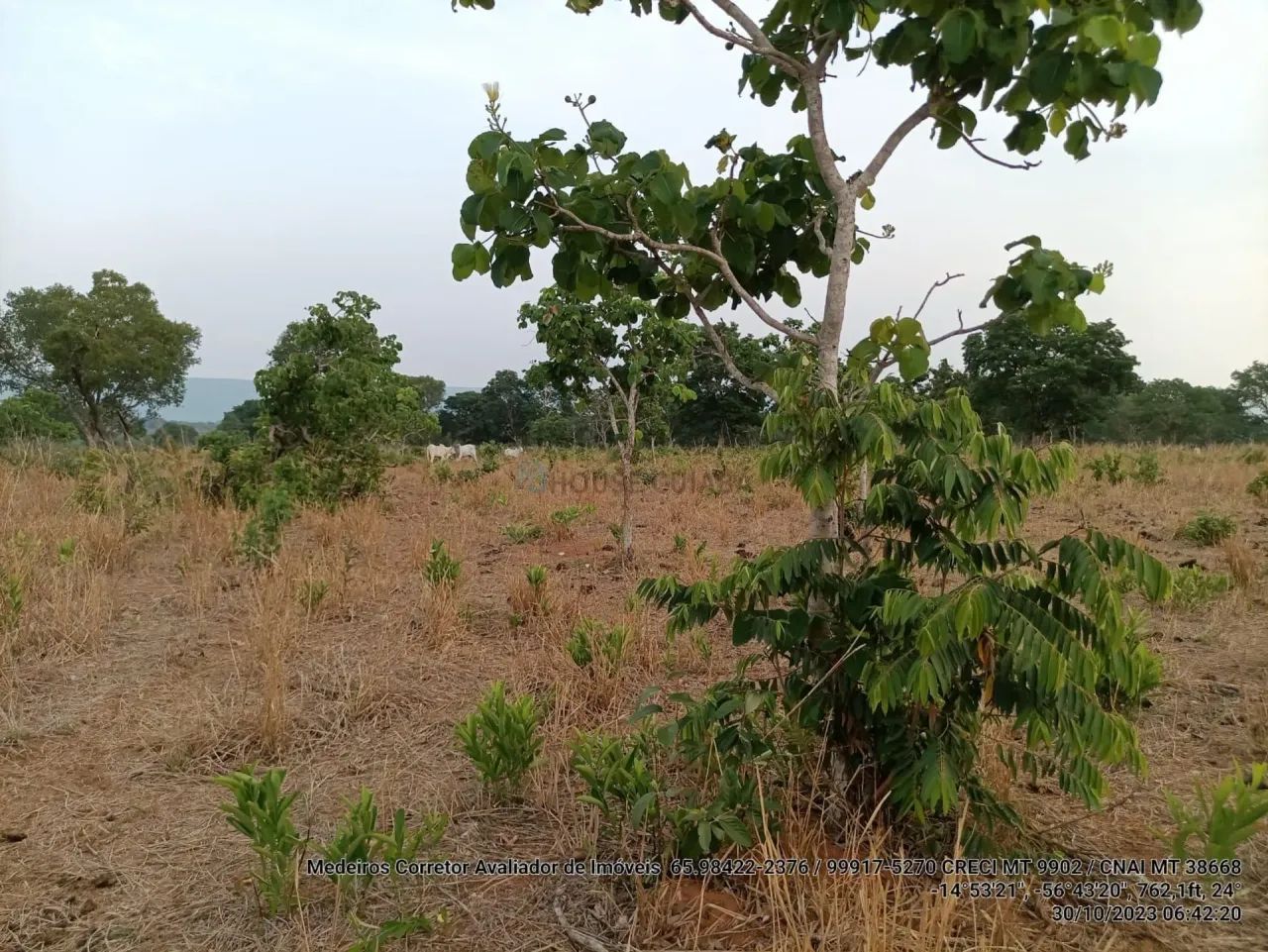 Sitio com 46 hectares com 20 cabeças de gado. - Foto 4