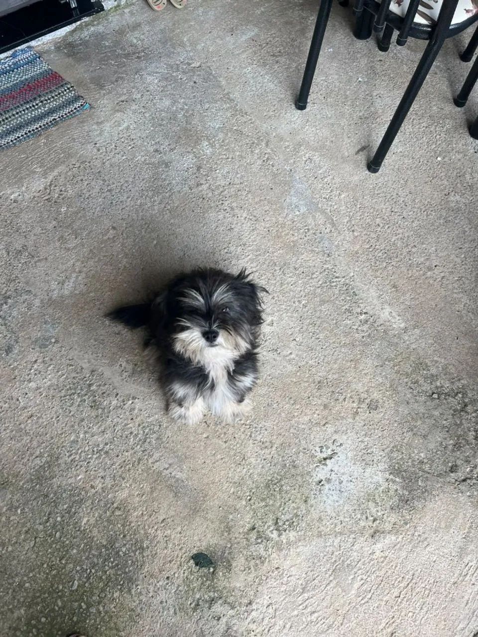 Filhote de Lhasa Apso  - Foto 2