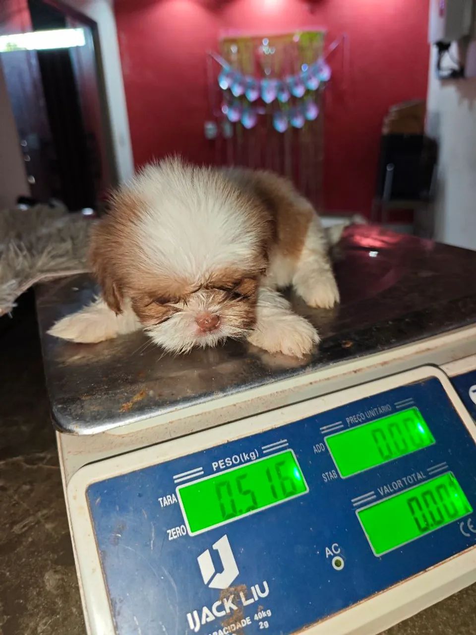 Filhotes micros de Shitzu machos disponíveis  - Foto 3