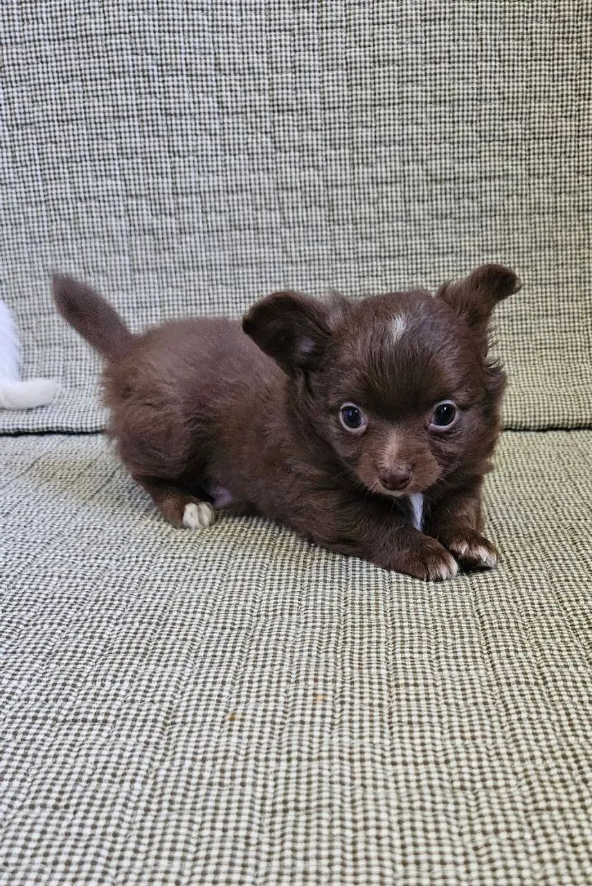 Chihuauha  - Foto 3