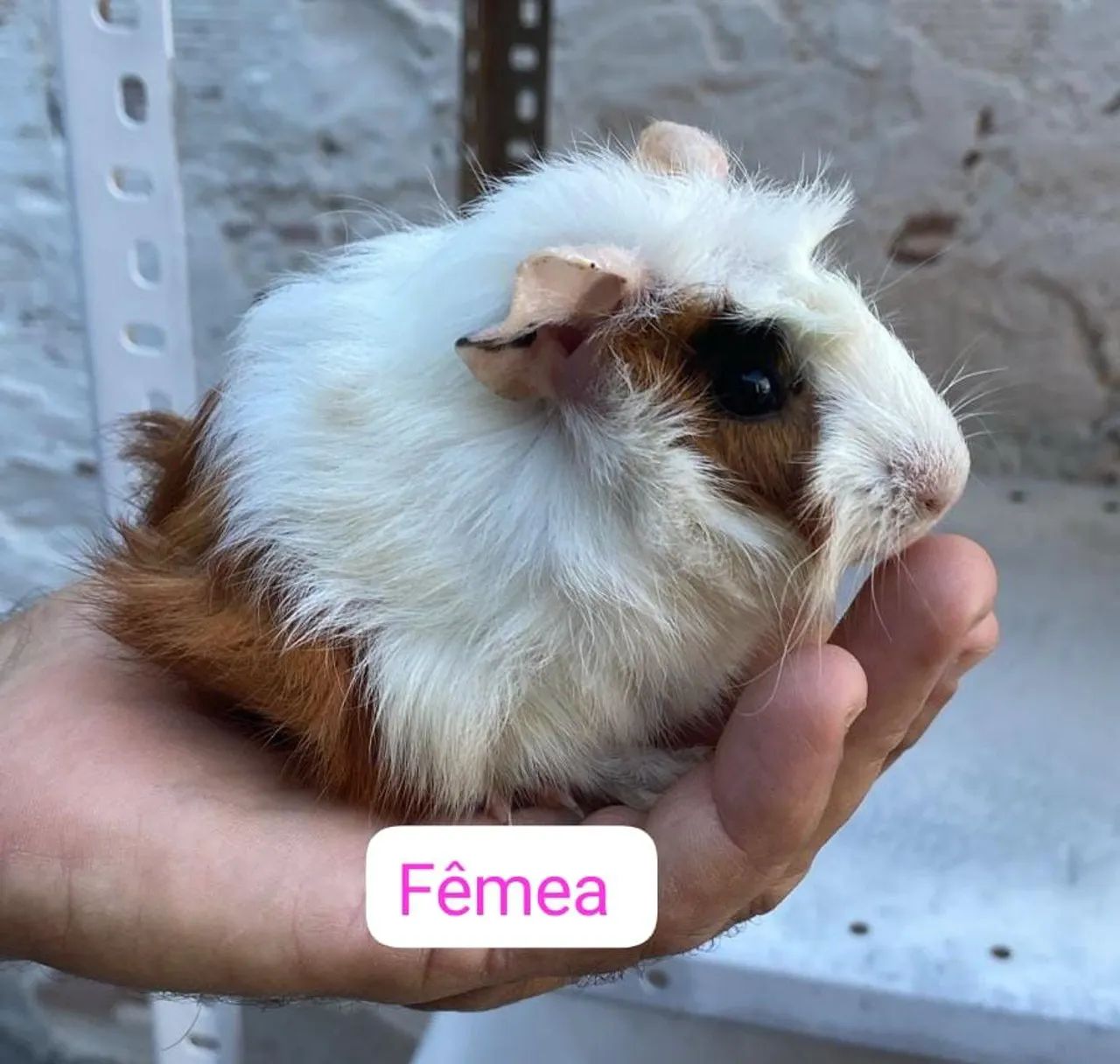 Porquinho da índia 424794622211532803