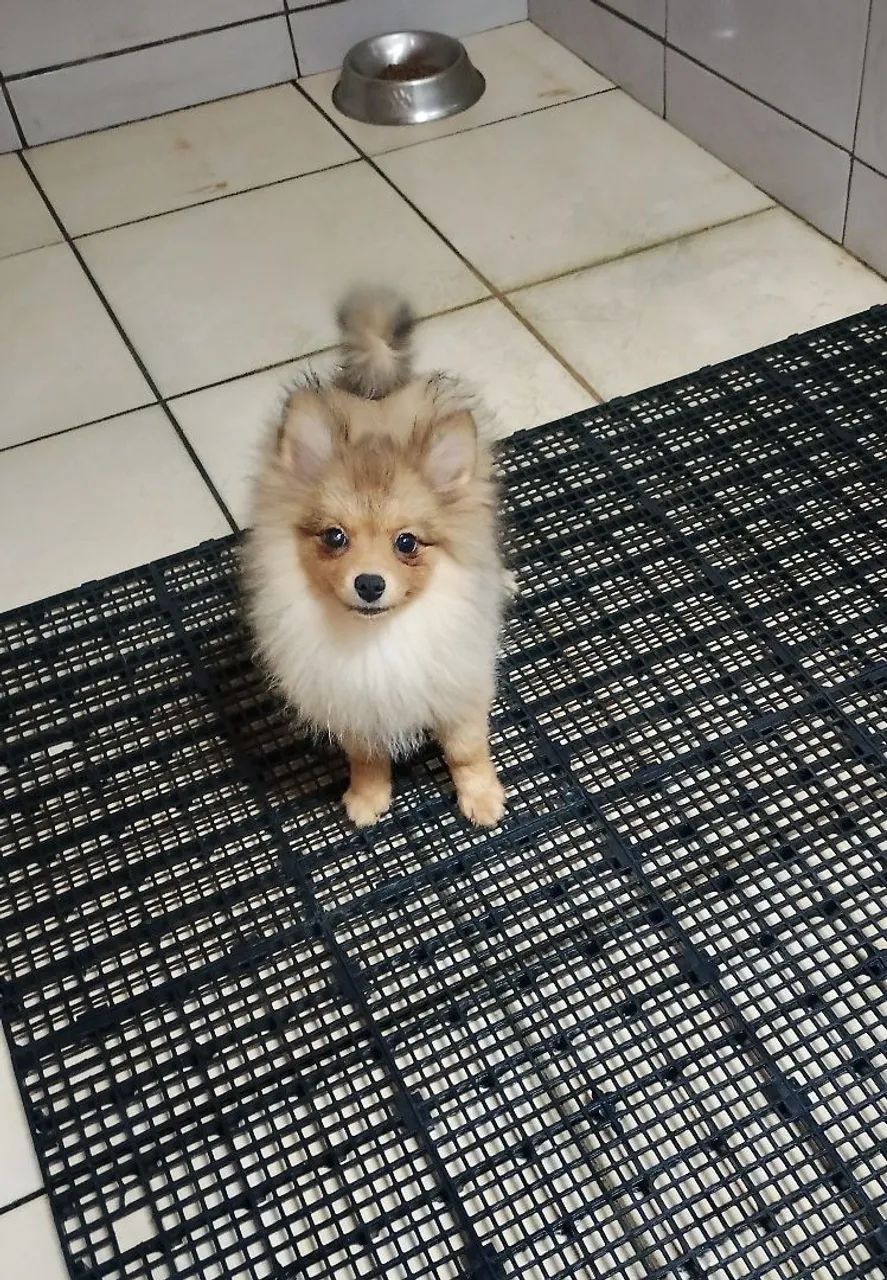 Spitz Alemão macho 4 meses  - Foto 4