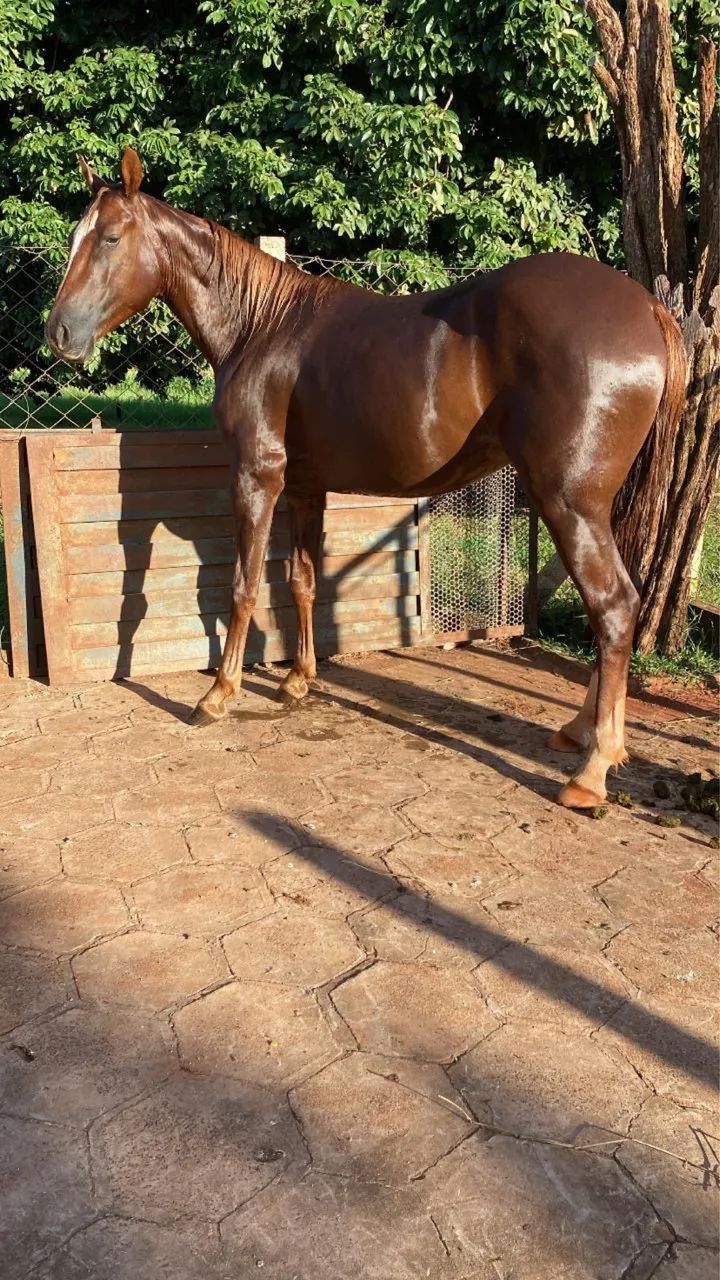 Cavalo a venda 