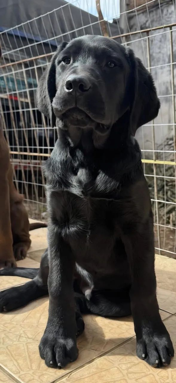 Labrador - Foto 3