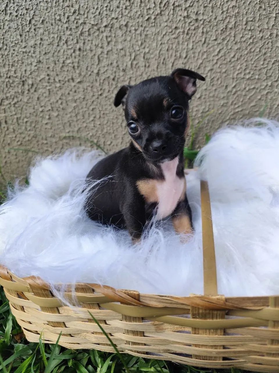 Pinscher Macho 
