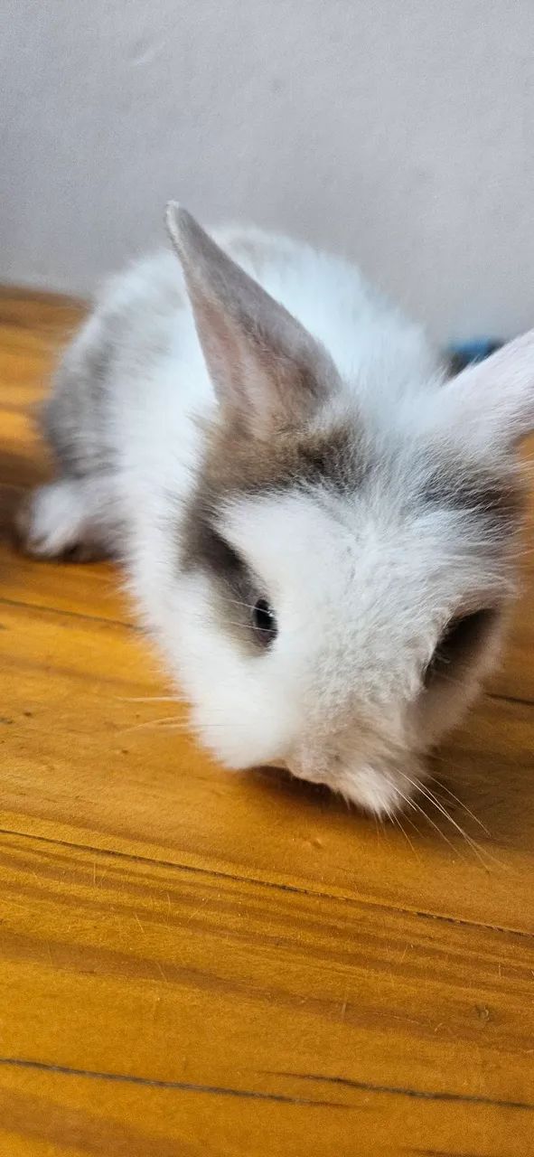 Mini coelho lyon  - Foto 2