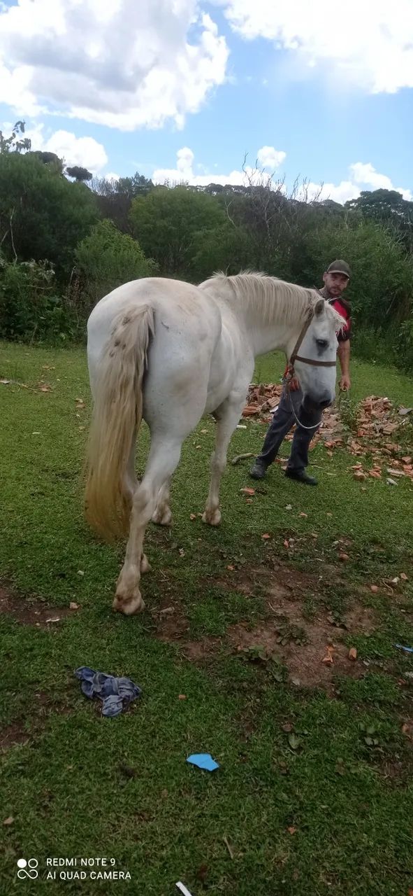 Cavalo Percheron. - Foto 3