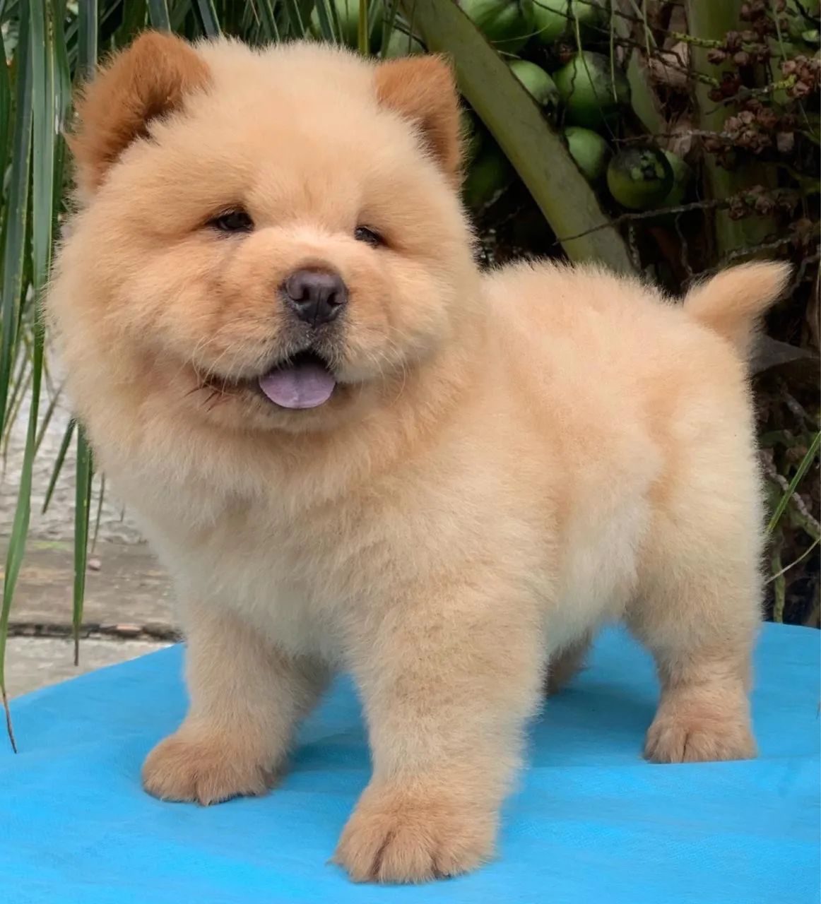 Filhotes de Chow Chow  - Foto 2