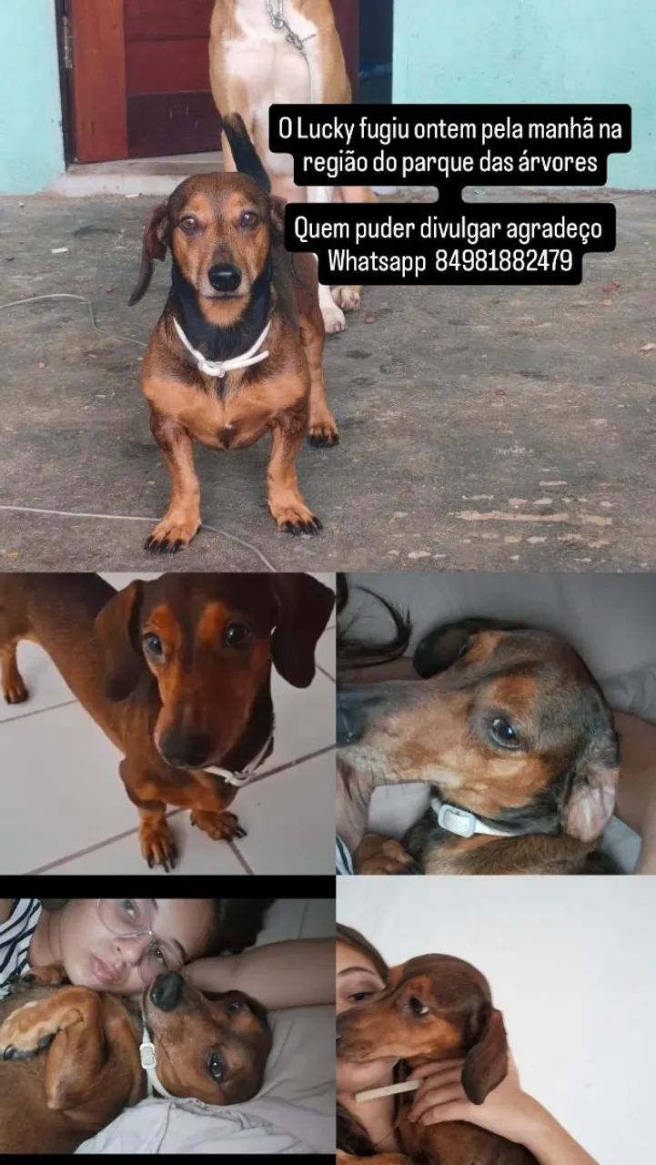 Cachorro perdido