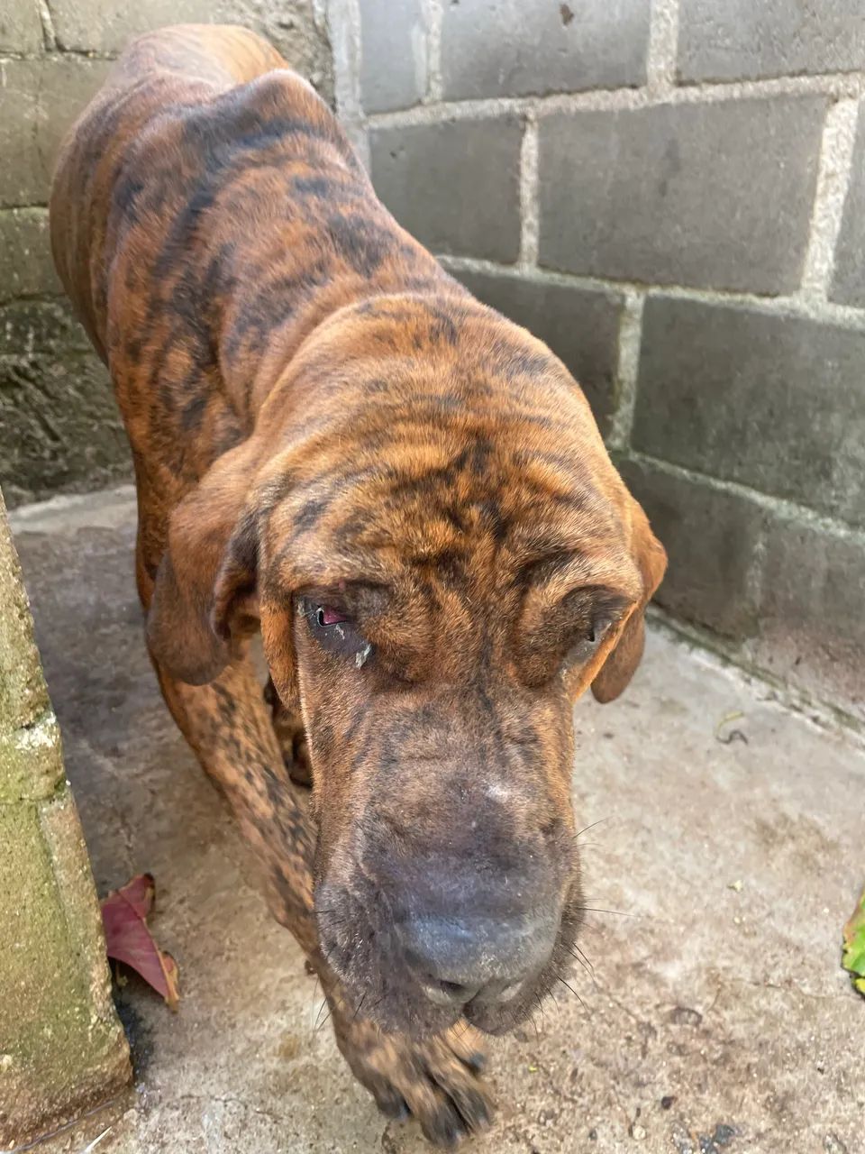 Fila brasileiro  - Foto 3