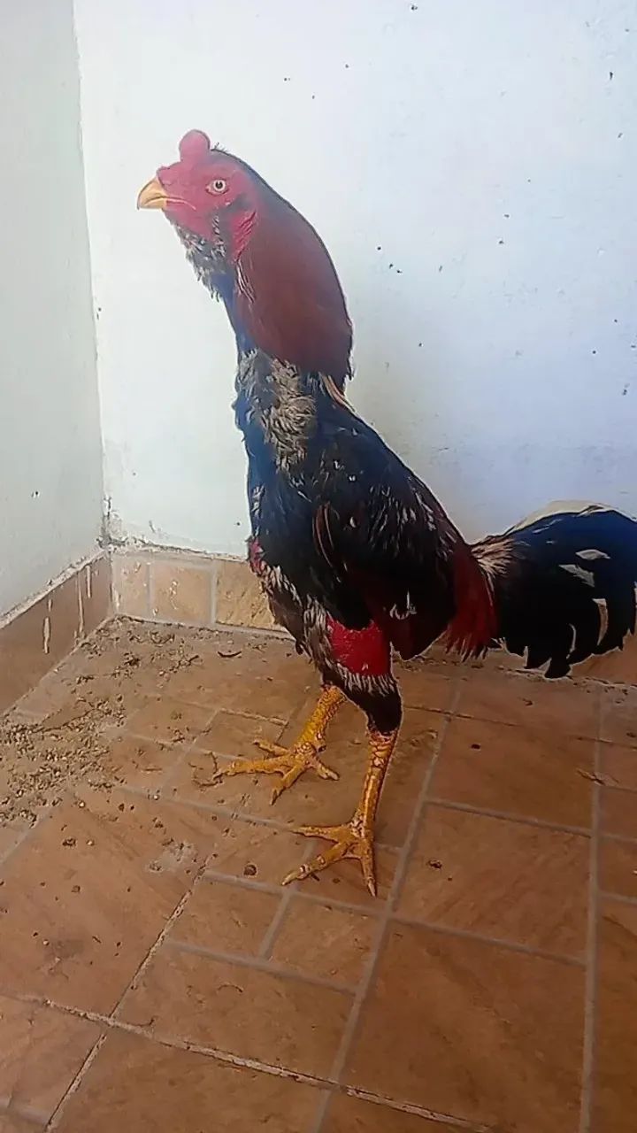 Frangos índios  - Foto 2