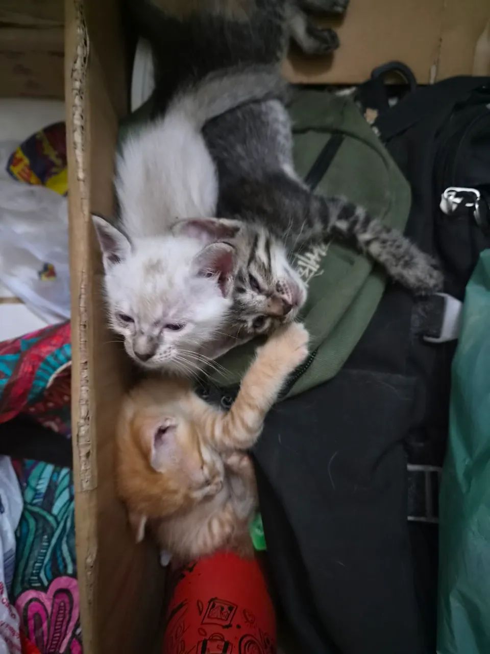 Gatinhos Filhotes para Doação - Foto 2