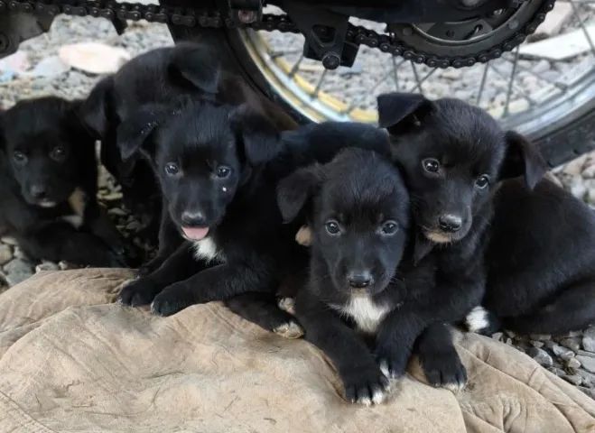 Cachorros para adoção