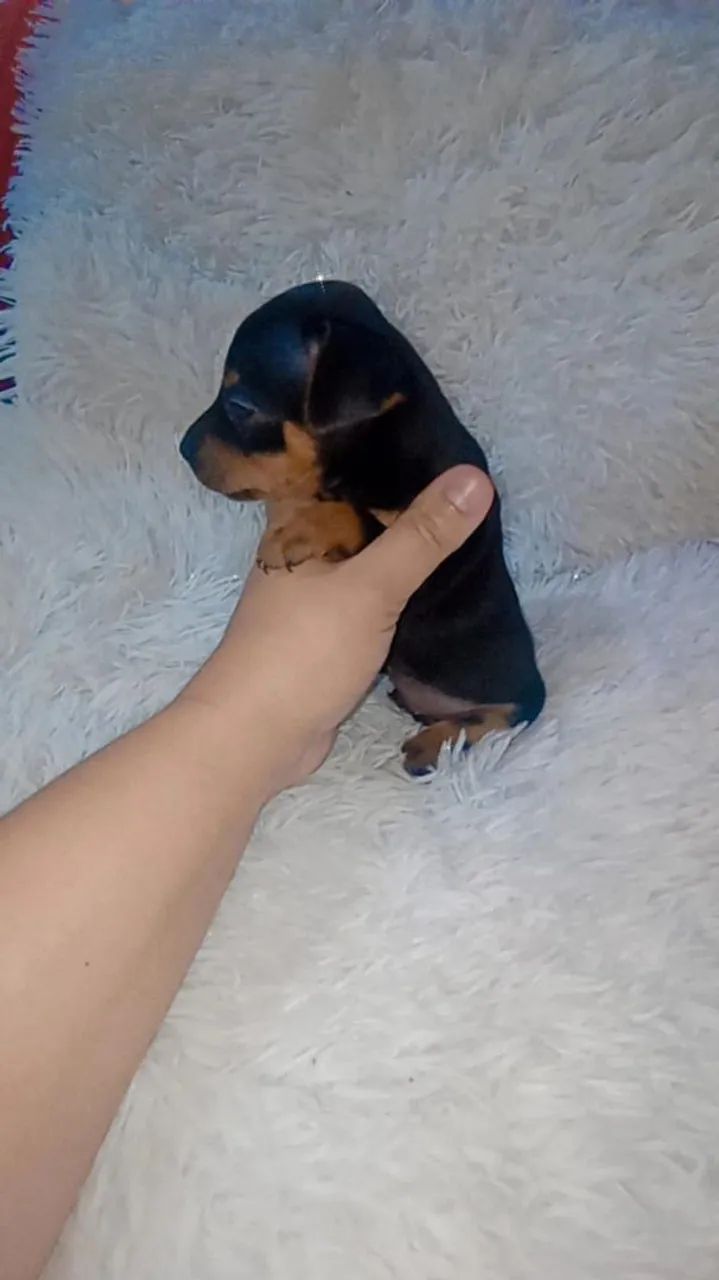 Pinscher zerinho  (  fêmea) - Foto 3