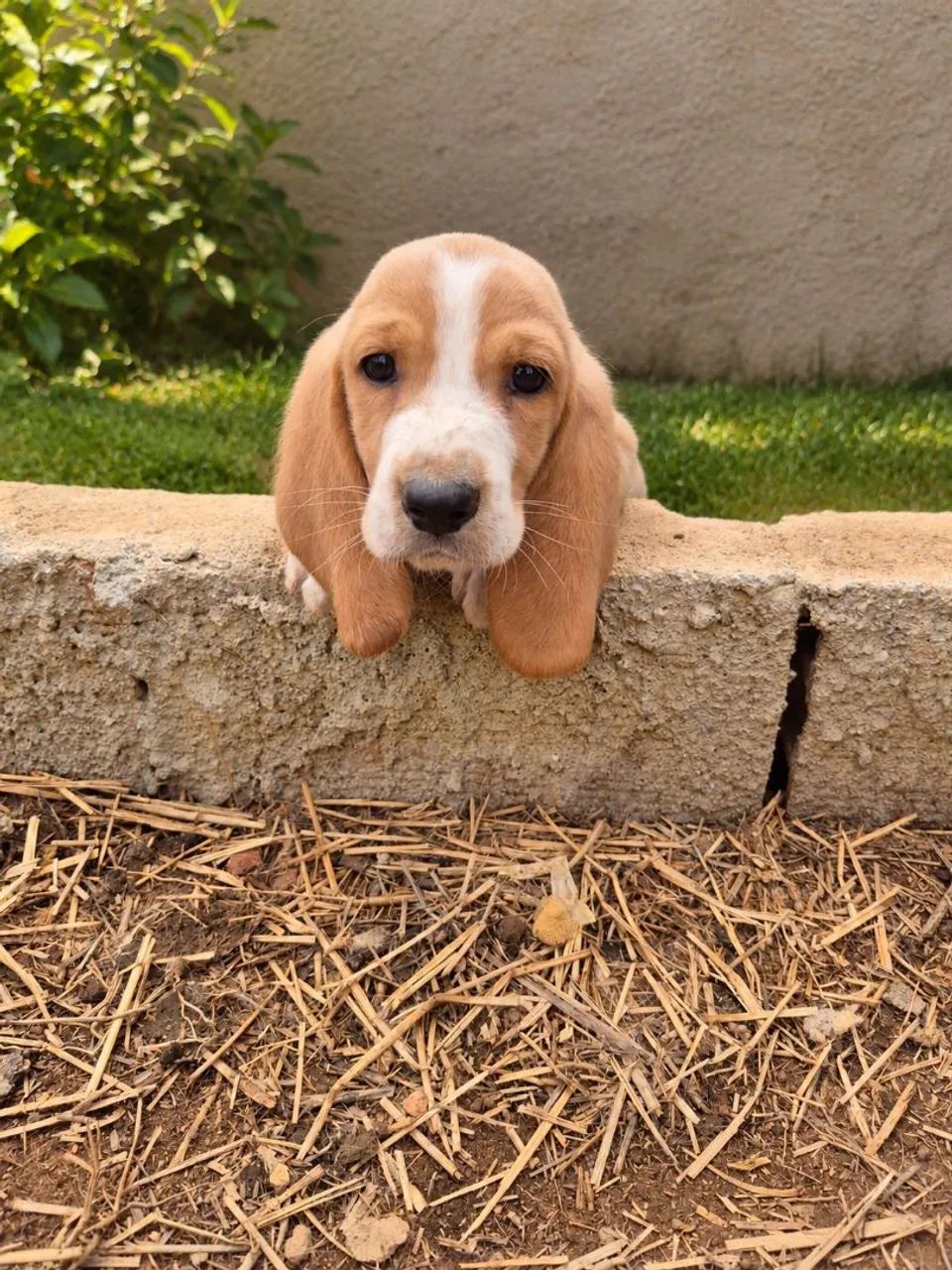 Basset hound macho  - Foto 2