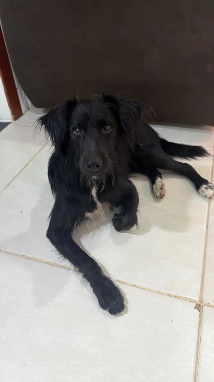 Cachorro macho  - Foto 2