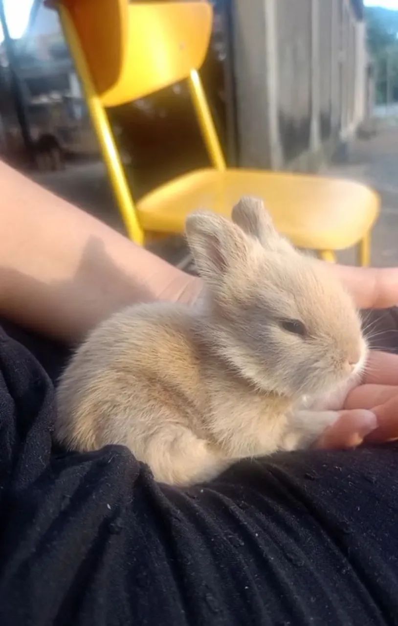 Coelha Lion filhote - Foto 4