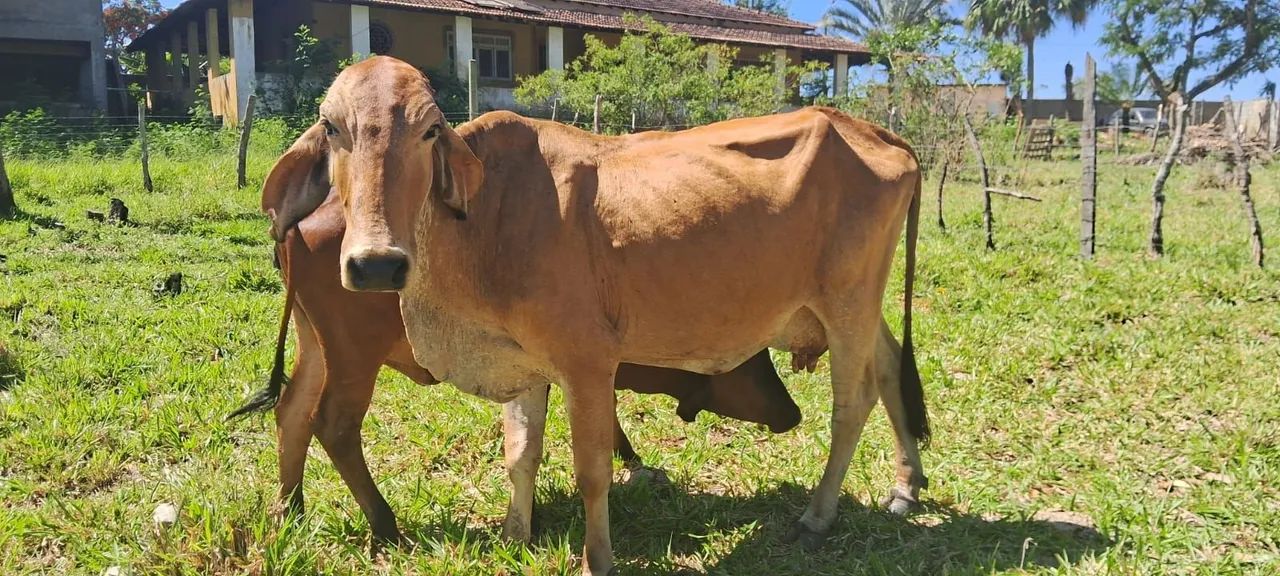Vendo lote de vacas  - Foto 6
