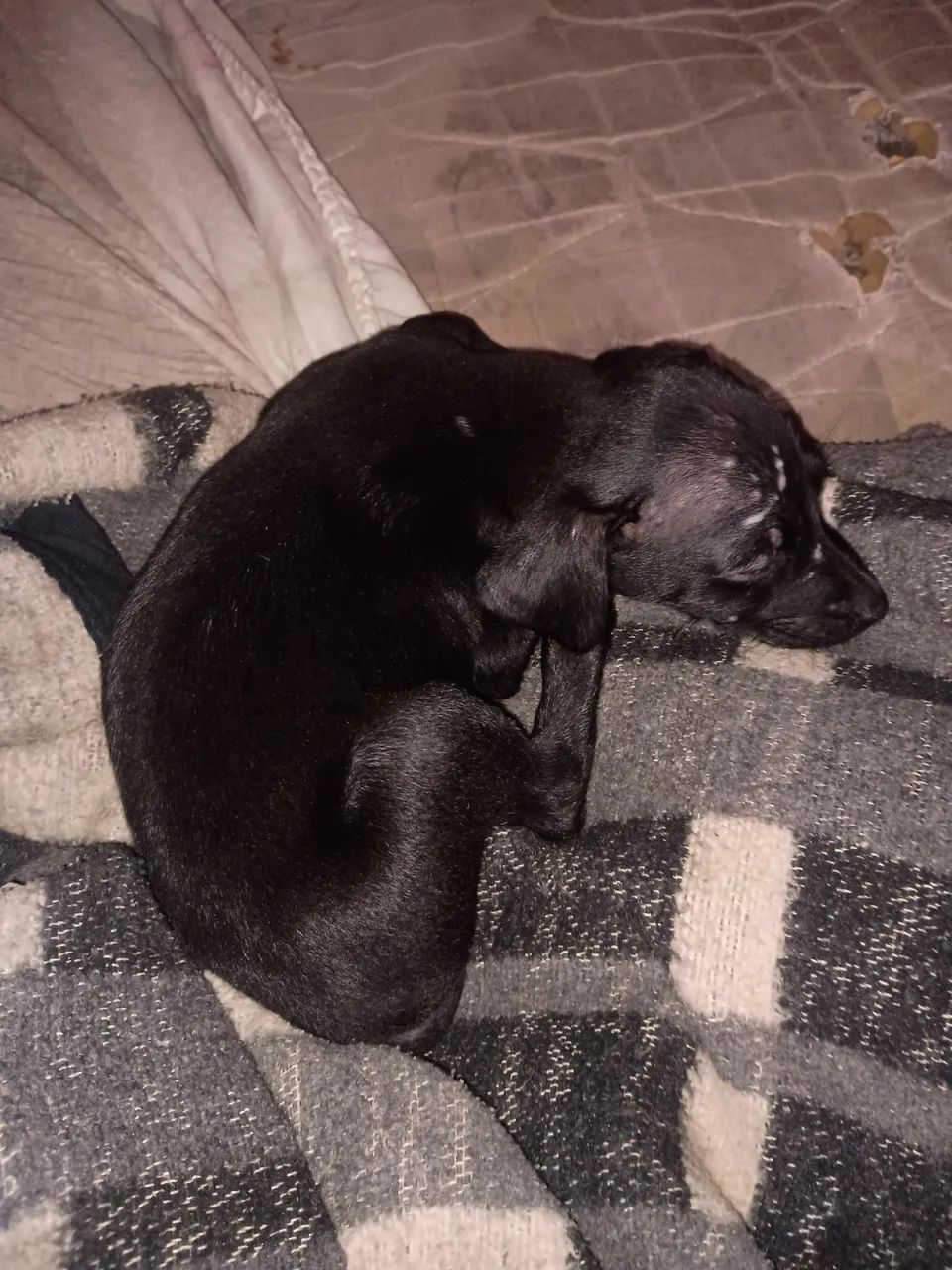 Cachorro  - Foto 2