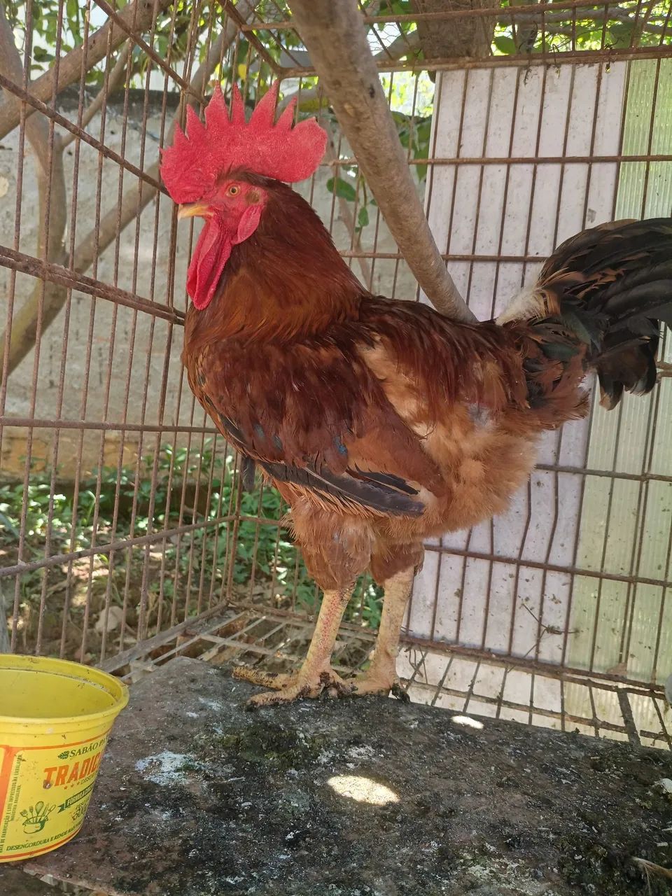 Galo - Foto 2